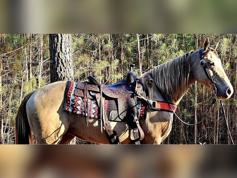 Missouri Foxtrotter Mare 11 years 14 hh Champagne in Gillsville, GA