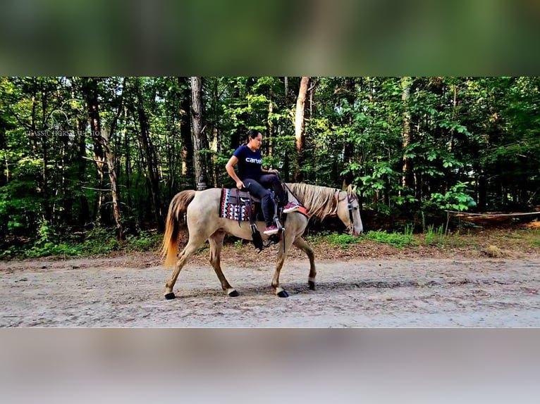 Missouri Foxtrotter Mare 11 years 14 hh Champagne in Gillsville, GA