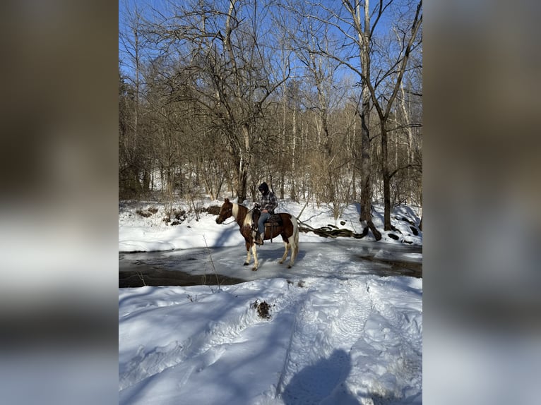 Missouri Foxtrotter Mare 11 years 14 hh Roan-Red in Moscow