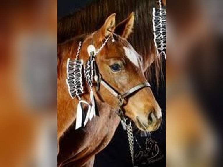 Missouri Foxtrotter Mare 11 years 15 hh Chestnut-Red in Altusried