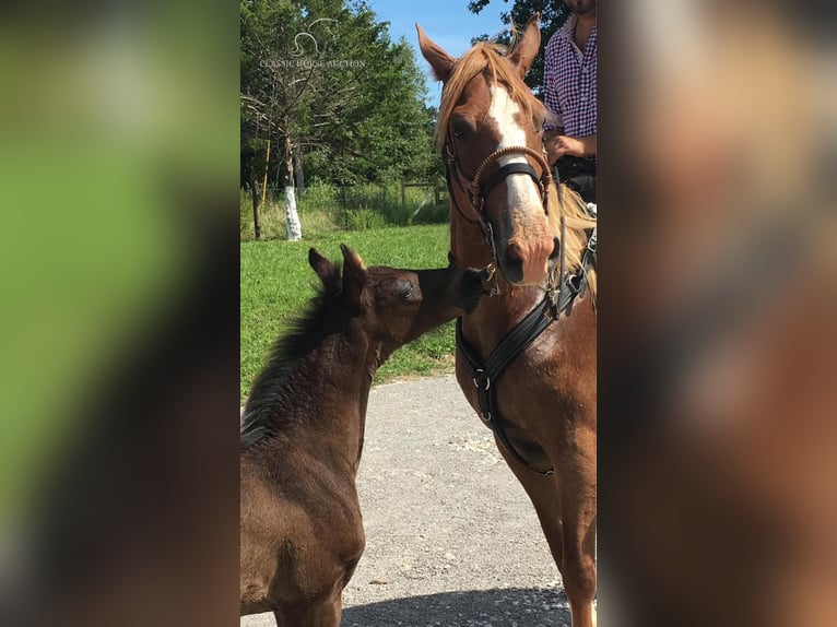 Missouri Foxtrotter Mare 11 years 15 hh Sorrel in Troy, MO