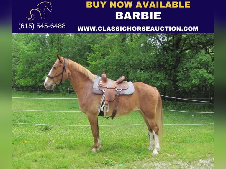 Missouri Foxtrotter Mare 11 years 15 hh Sorrel in Troy, MO