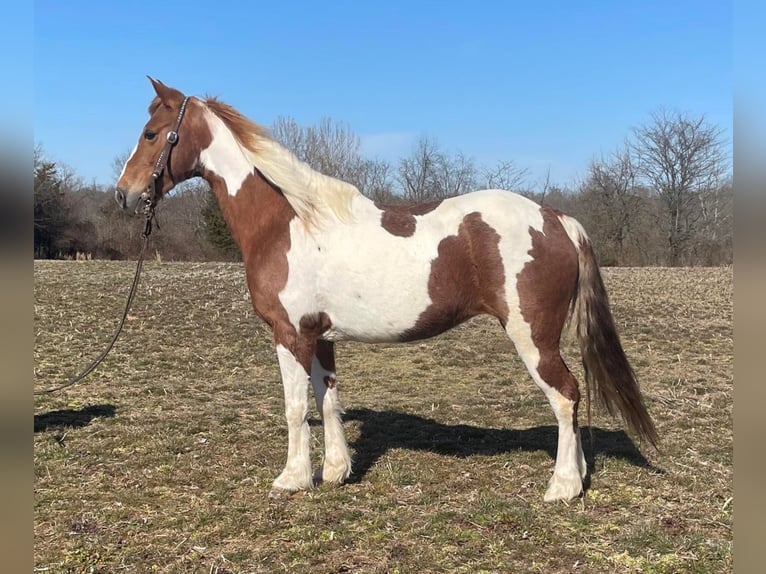 Missouri Foxtrotter Mare 11 years Tobiano-all-colors in Moscow OH