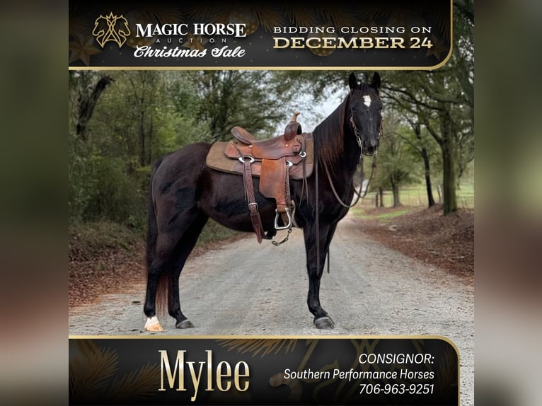 Missouri Foxtrotter Mare 12 years 14 hh Black in Carnesville