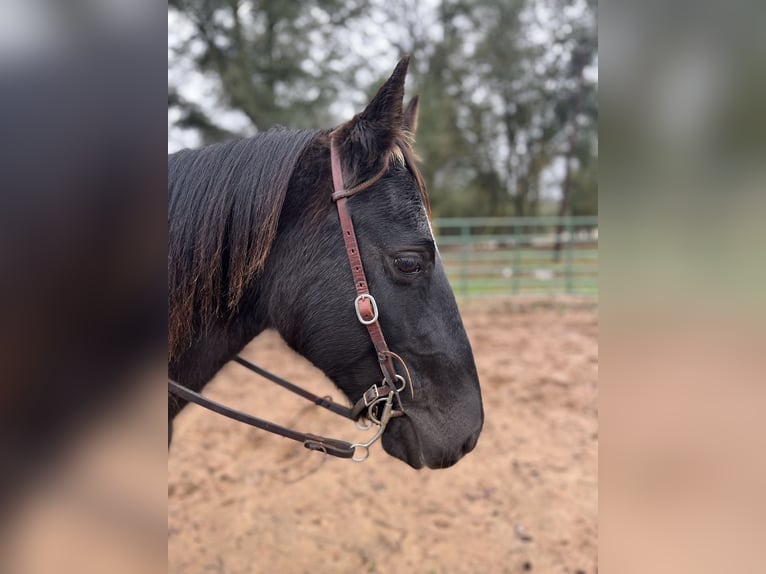 Missouri Foxtrotter Mare 12 years 14 hh Black in Carnesville