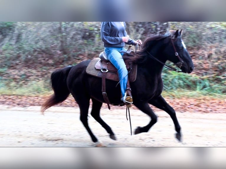 Missouri Foxtrotter Mare 12 years 14 hh Black in Carnesville