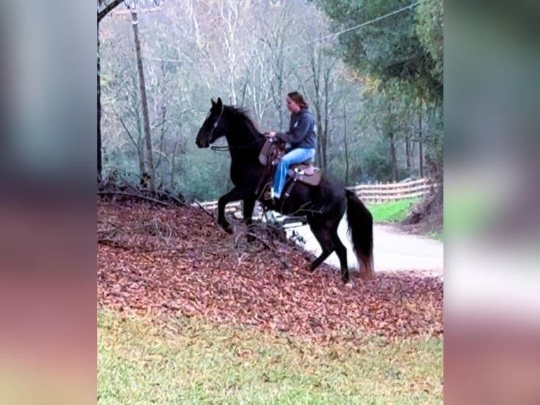 Missouri Foxtrotter Mare 12 years 14 hh Black in Carnesville