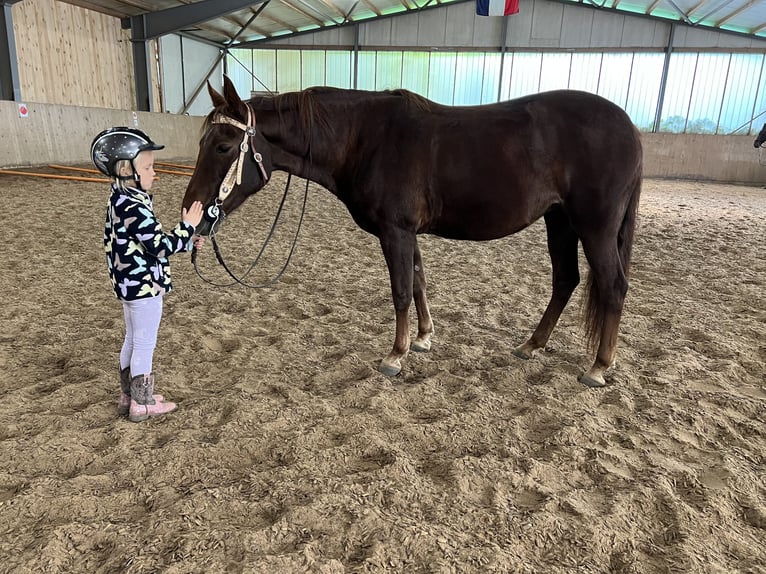Missouri Foxtrotter Mare 12 years 14,1 hh Chestnut in Coppenbr&#xFC;gge