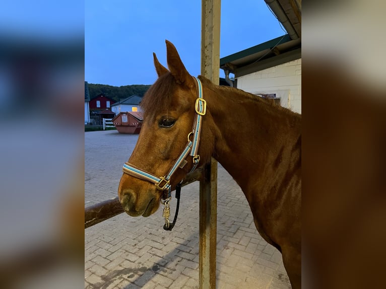 Missouri Foxtrotter Mare 12 years 14,1 hh Chestnut in Coppenbr&#xFC;gge