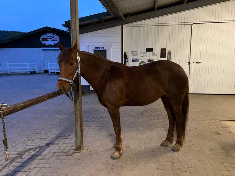Missouri Foxtrotter Mare 12 years 14,1 hh Chestnut in Coppenbr&#xFC;gge