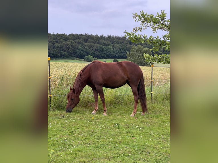 Missouri Foxtrotter Mare 12 years 14,1 hh Chestnut in Coppenbr&#xFC;gge
