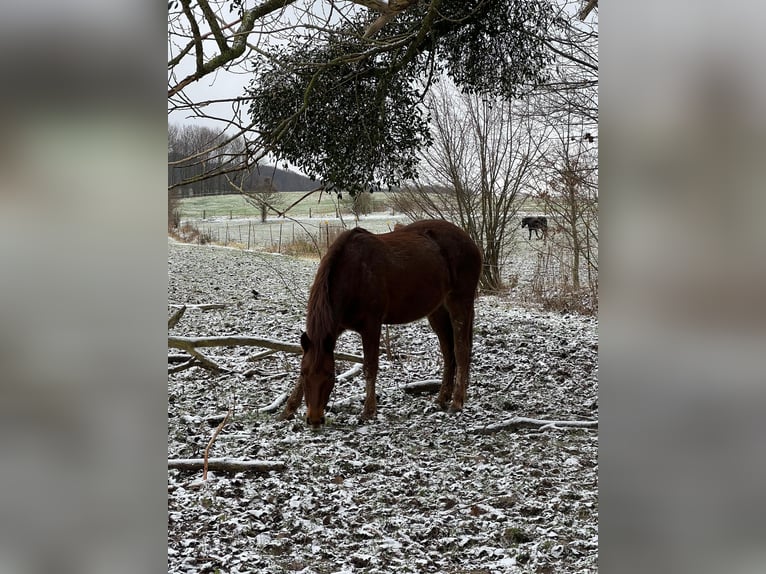 Missouri Foxtrotter Mare 12 years 14,1 hh Chestnut in Coppenbr&#xFC;gge