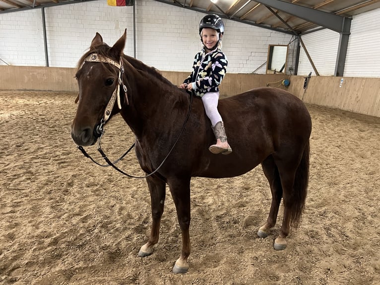 Missouri Foxtrotter Mare 12 years 14,1 hh Chestnut in Coppenbr&#xFC;gge