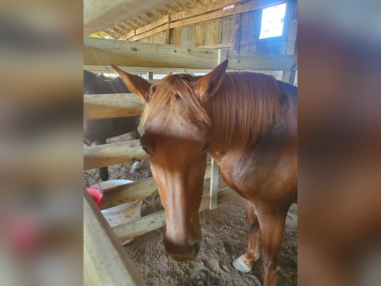 Missouri Foxtrotter Mare 12 years 15 hh Chestnut in Shreveport Missouri Foxtrotter Mare 12 years 15 hh Chestnut in Shreveport