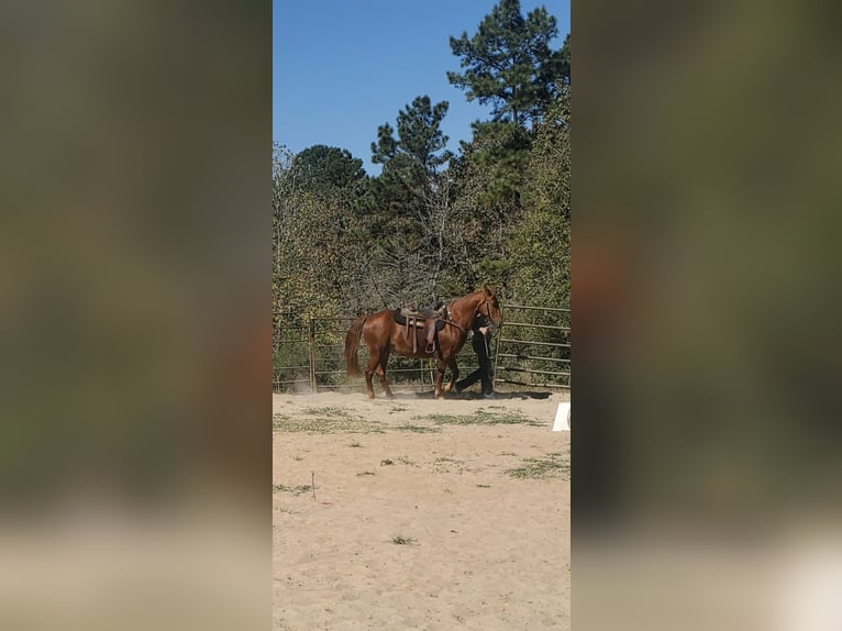 Missouri Foxtrotter Mare 12 years 15 hh Chestnut in Shreveport Missouri Foxtrotter Mare 12 years 15 hh Chestnut in Shreveport