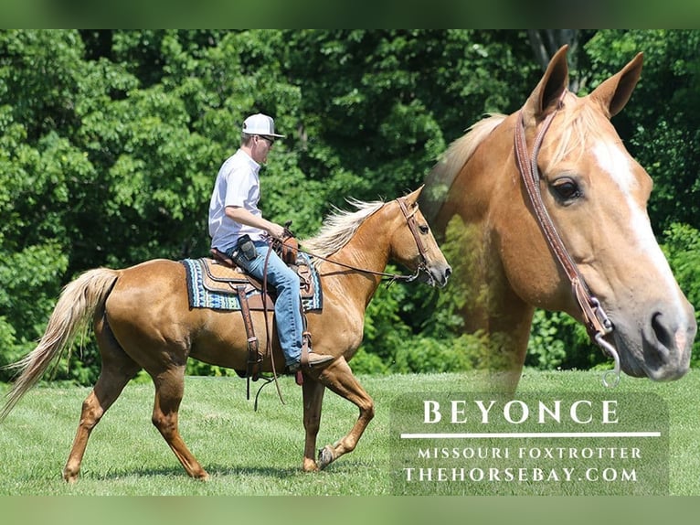 Missouri Foxtrotter Mare 12 years 15 hh Palomino in Parkers Lake, KY