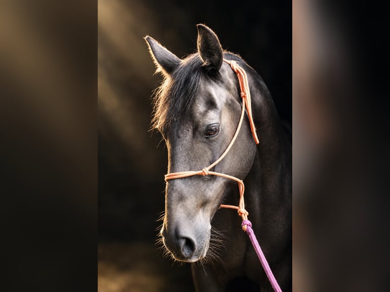 Missouri Foxtrotter Mare 13 years 14.2 hh Black in Öhringen