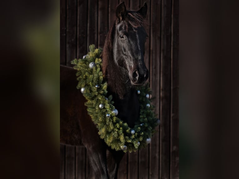 Missouri Foxtrotter Mare 13 years 14.2 hh Black in Öhringen