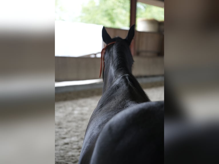Missouri Foxtrotter Mare 13 years 14.2 hh Black in Öhringen