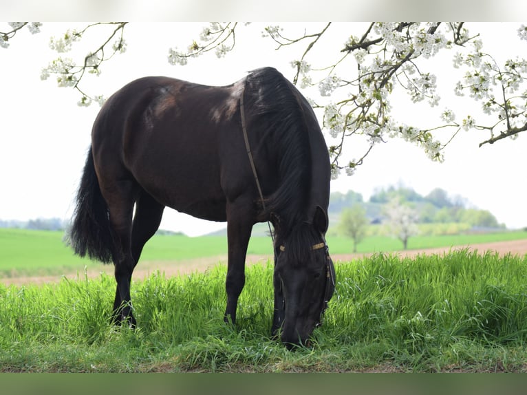 Missouri Foxtrotter Mare 13 years 14.2 hh Black in Öhringen