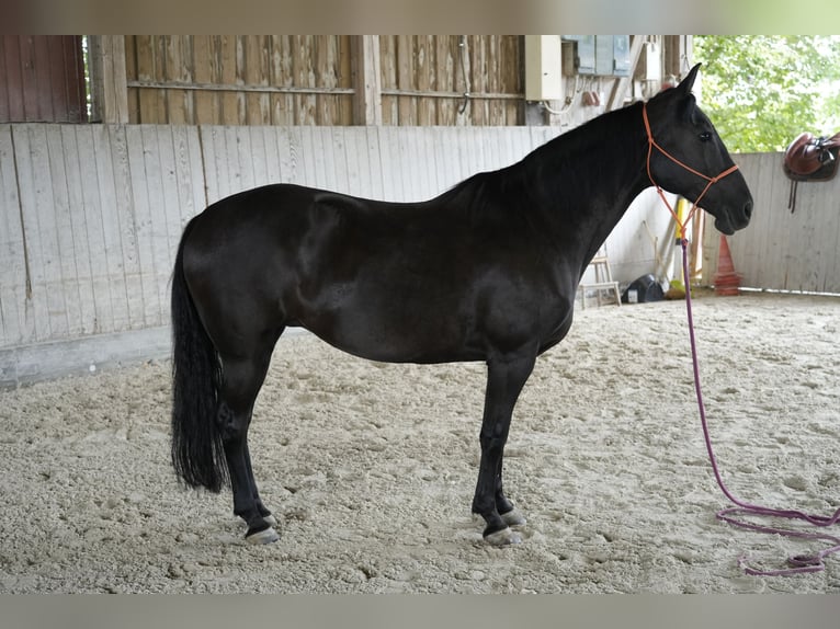 Missouri Foxtrotter Mare 13 years 14.2 hh Black in Öhringen
