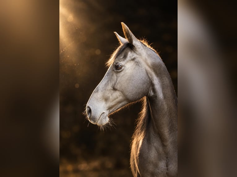 Missouri Foxtrotter Mare 13 years 14.2 hh Black in Öhringen