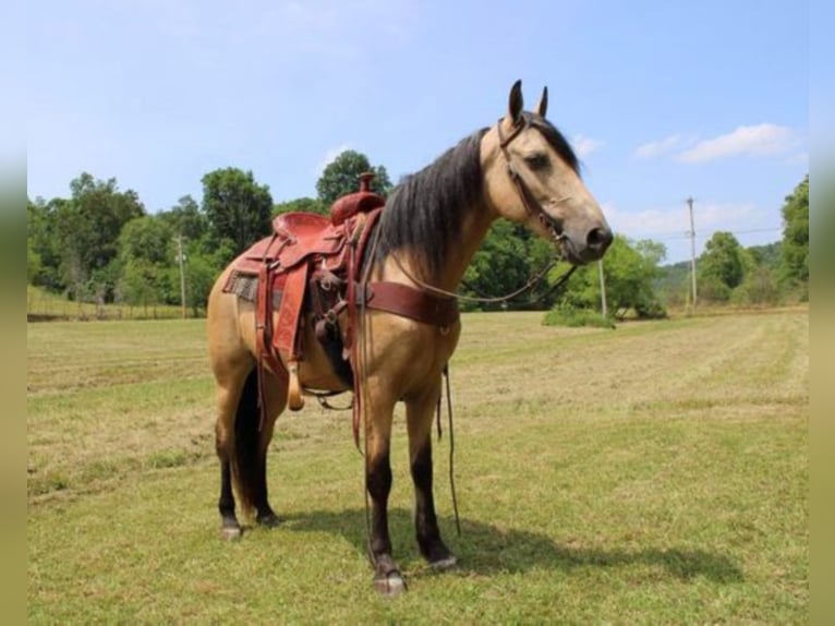 Missouri Foxtrotter Mare 13 years 14,3 hh Buckskin in Salyersville KY