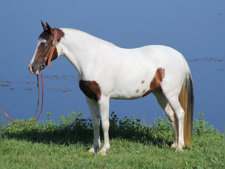 Missouri Foxtrotter Mare 13 years 14,3 hh Tobiano-all-colors in Whitley City
