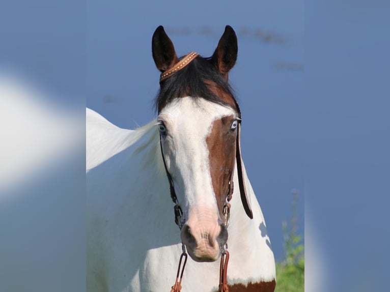 Missouri Foxtrotter Mare 13 years 14,3 hh Tobiano-all-colors in Whitley City