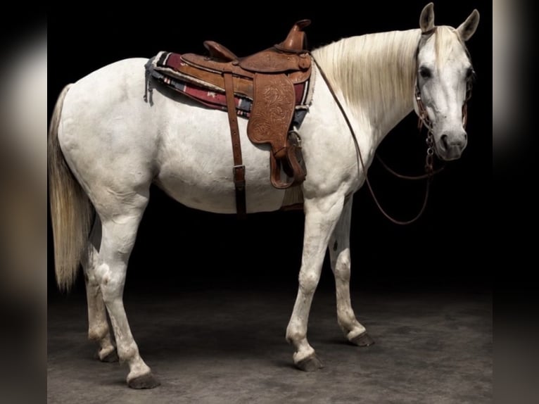 Missouri Foxtrotter Mare 13 years 14 hh Grey in Wentworth