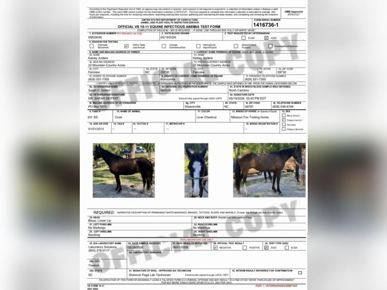 Missouri Foxtrotter Mare 13 years 14 hh Sabino in Canton