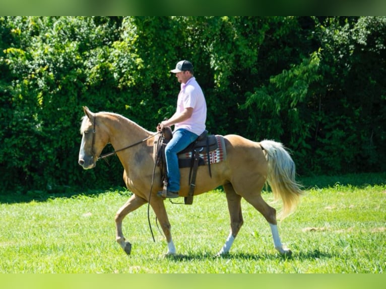 Missouri Foxtrotter Mare 13 years 15,1 hh Palomino in Middletown OH