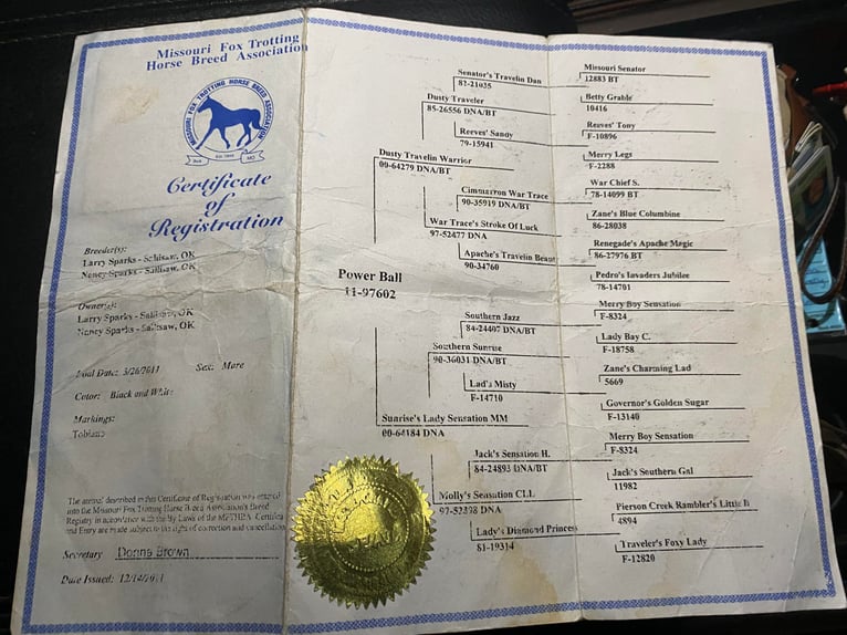 Missouri Foxtrotter Mare 14 years 15 hh Tobiano-all-colors in Whitley City KY