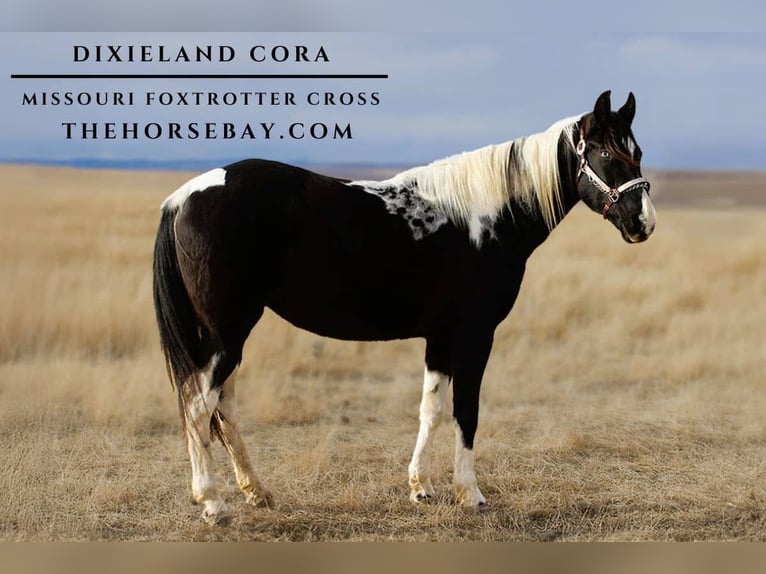 Missouri Foxtrotter Mix Mare 15 years 15,1 hh Tobiano-all-colors in Box Elder, SD