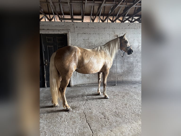 Missouri Foxtrotter Mare 15 years 15 hh Palomino in Malabar, FL