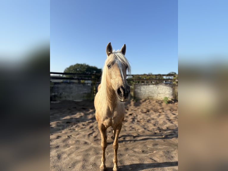 Missouri Foxtrotter Mare 15 years 15 hh Palomino in Malabar, FL