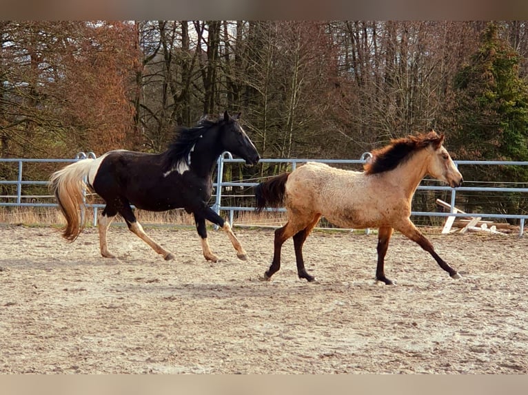 Missouri Foxtrotter Mare 15 years 16 hh Tobiano-all-colors in Feuchtwangen