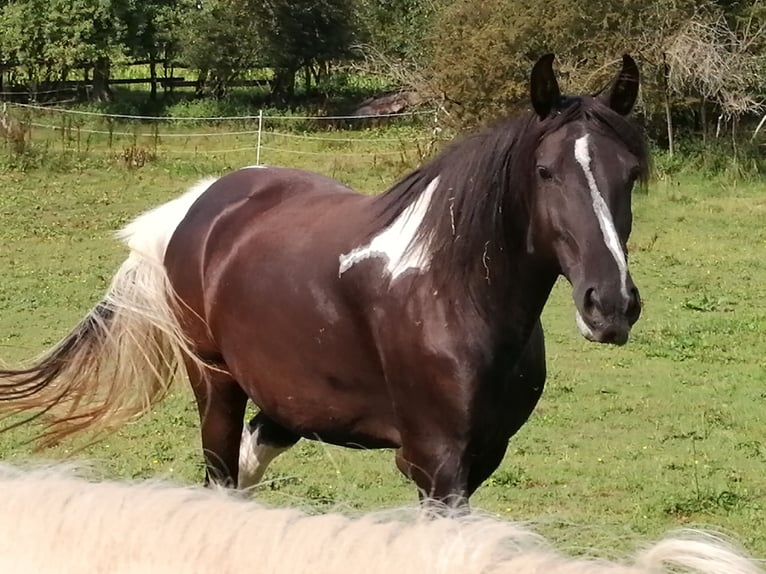 Missouri Foxtrotter Mare 15 years 16 hh Tobiano-all-colors in Feuchtwangen