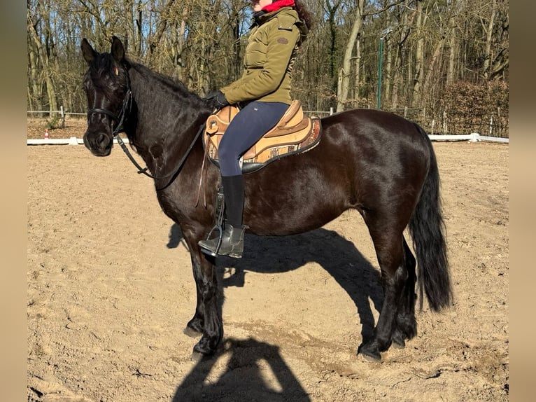 Missouri Foxtrotter Mare 17 years 14.2 hh Black in Zehdenick