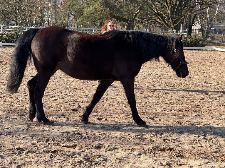 Missouri Foxtrotter Mare 17 years 14.2 hh Black in Zehdenick