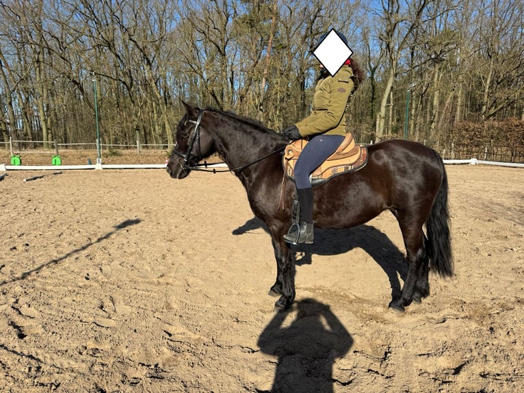 Missouri Foxtrotter Mare 17 years 14.2 hh Black in Zehdenick