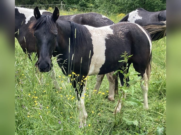 Missouri Foxtrotter Mare 1 year 14,2 hh Pinto in Oberstaufen