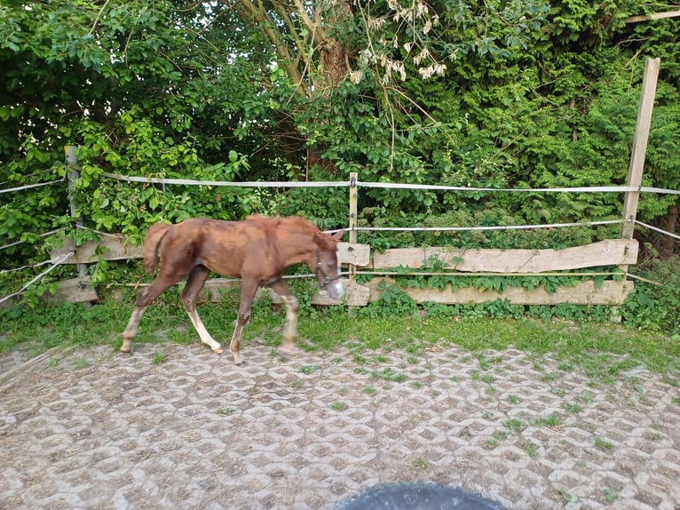 Missouri Foxtrotter Mare 1 year 15 hh Chestnut in Winterwerb