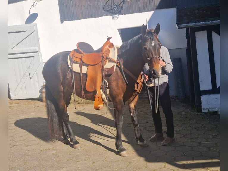 Missouri Foxtrotter Mare 20 years 14,3 hh Brown in Hof Dachsborn