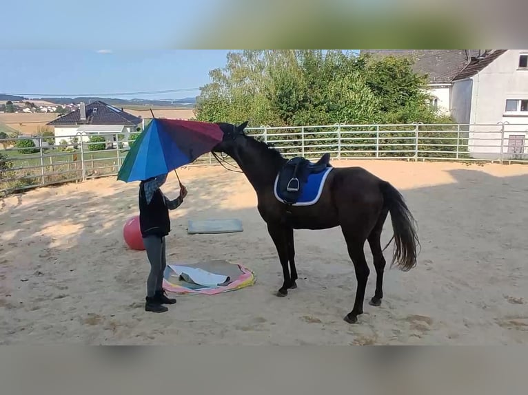 Missouri Foxtrotter Mare 3 years 15,2 hh Gray in Winterwerb