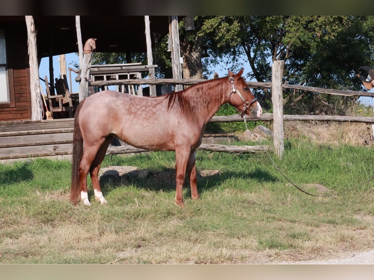 Missouri Foxtrotter Mare 4 years 13,1 hh Roan-Red in Wichita Falls