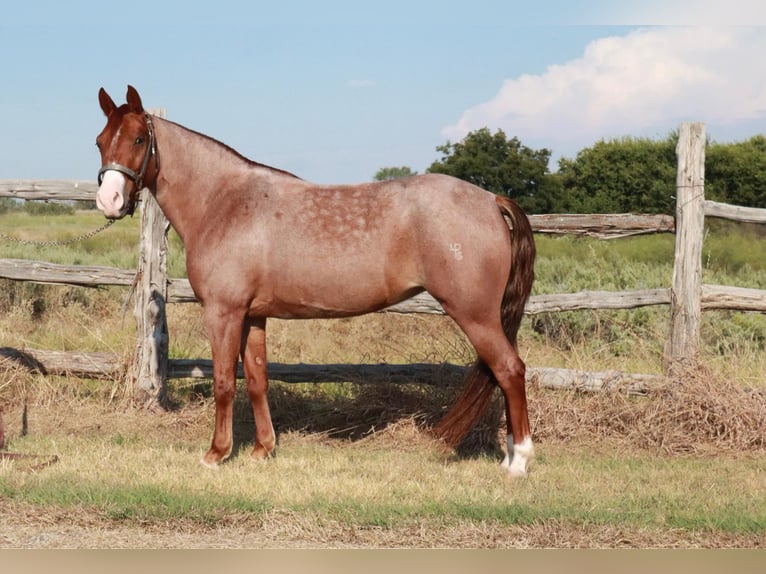 Missouri Foxtrotter Mare 4 years 13,1 hh Roan-Red in Wichita Falls