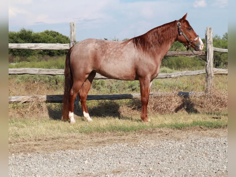 Missouri Foxtrotter Mare 4 years 13,1 hh Roan-Red in Wichita Falls
