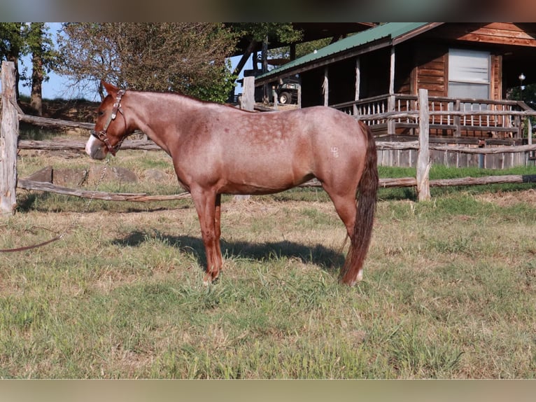 Missouri Foxtrotter Mare 4 years 13,1 hh Roan-Red in Wichita Falls