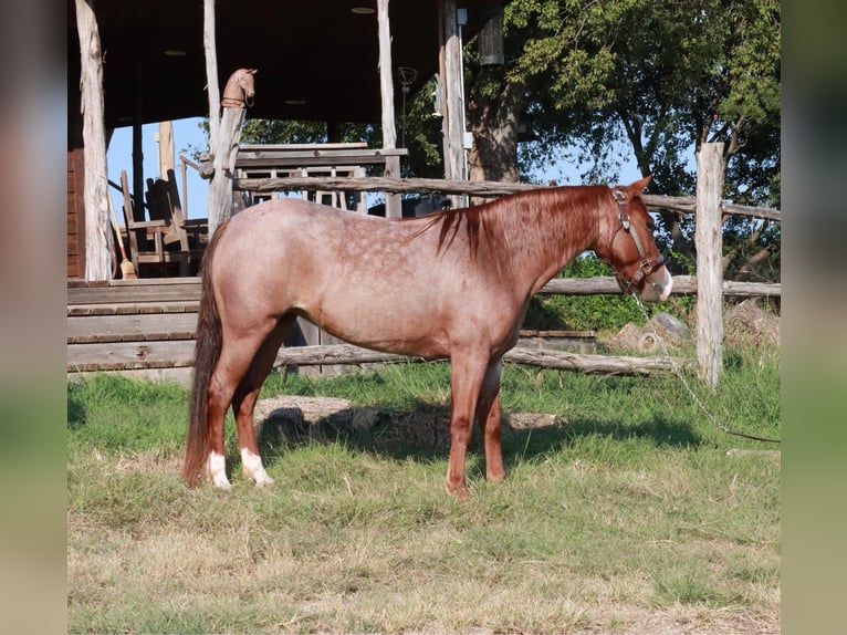 Missouri Foxtrotter Mare 4 years 13,1 hh Roan-Red in Wichita Falls